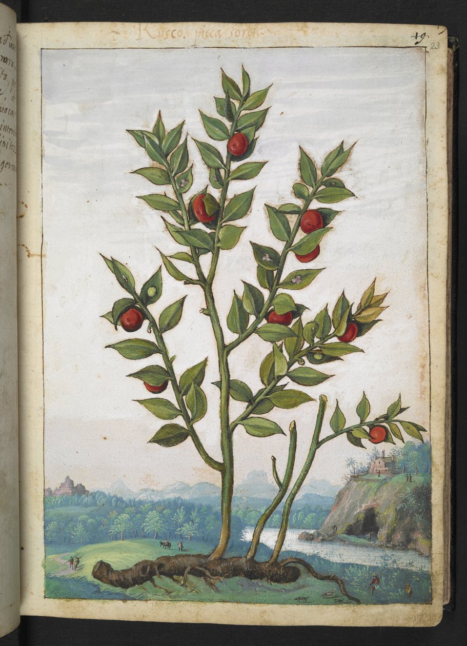 Ruscus aculeatus: En plante som bærer røde bær, fra "Paintings of Flora of the Roman States" av Gherardo Cibo, Add MS 22333, f023r, c.1564-84 (akvarell og gouache på papir) av Gherardo Cibo