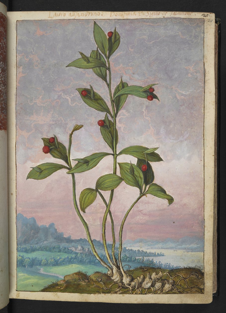 Ruscus hypoglossum: En plante som bærer røde bær, fra "Paintings of Flora of the Roman States" av Gherardo Cibo, Add MS 22333, f024r, c.1564-84 (akvarell og gouache på papir) av Gherardo Cibo
