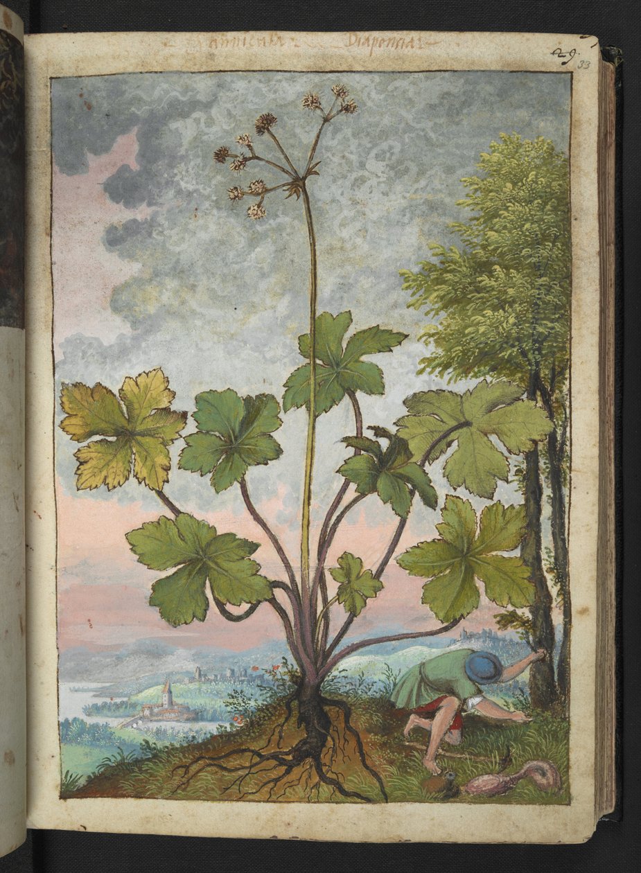 Sanicula europaea og en mann som undersøker bunnen av et tre, fra "Paintings of Flora of the Roman States" av Gherardo Cibo, Add MS 22333, f033r, c.1564-84 (akvarell og gouache på papir) av Gherardo Cibo