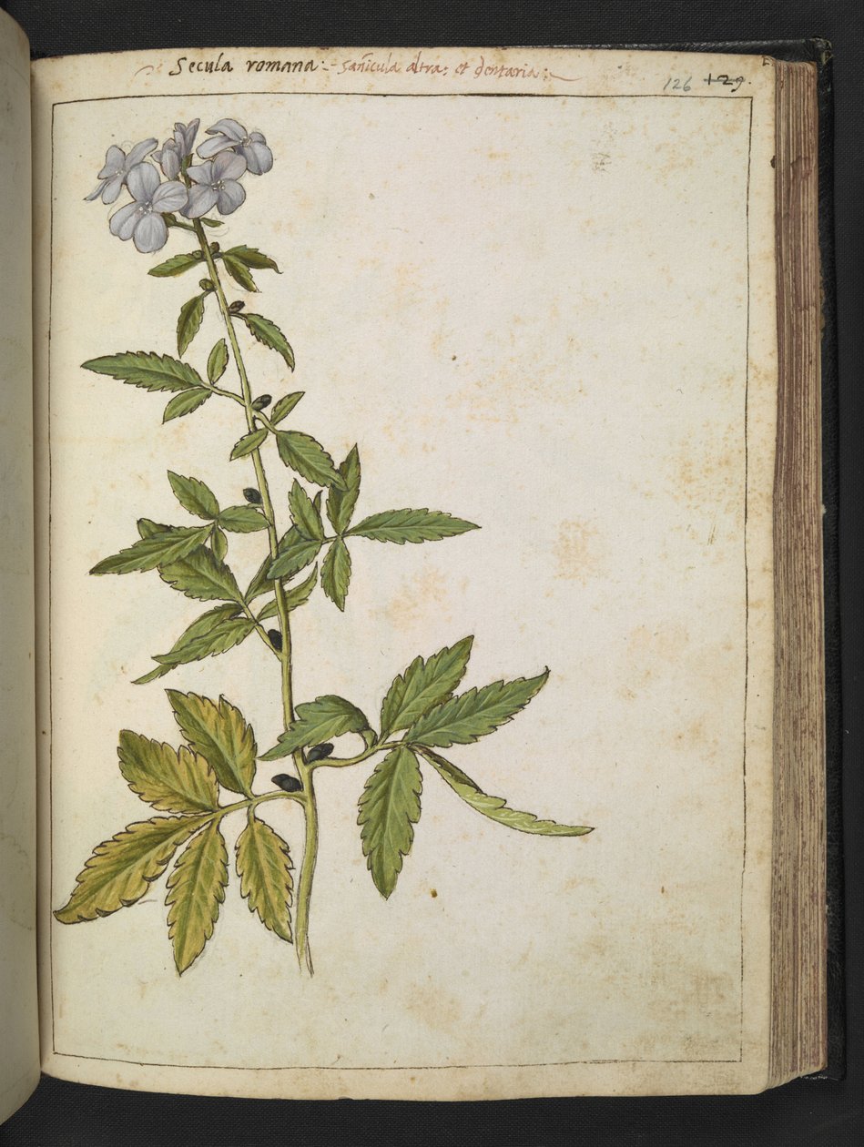 Sanicula, fra "Paintings of Flora of the Roman States" av Gherardo Cibo, Add MS 22333, f126r, c.1564-84 (akvarell og gouache på papir) av Gherardo Cibo