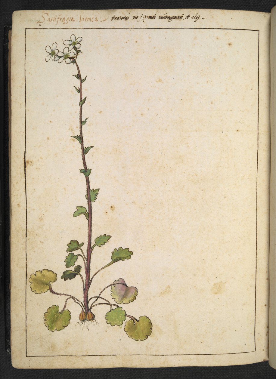 Saxifraga bianca, alpeblomst med hvite kronblad, fra "Paintings of Flora of the Roman States" av Gherardo Cibo, Add MS 22333, f180v, c.1564-84 (akvarell og gouache på papir) av Gherardo Cibo