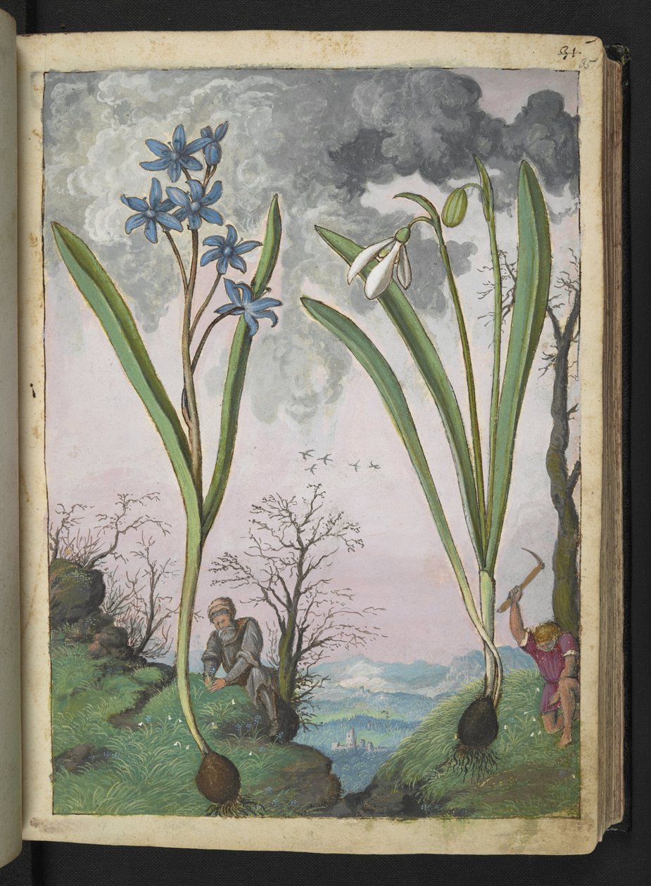 Scilla bifolia og Galanthus nivalis, fra "Paintings of Flora of the Roman States" av Gherardo Cibo, Add MS 22333, f035r, c.1564-84 (akvarell og gouache på papir) av Gherardo Cibo