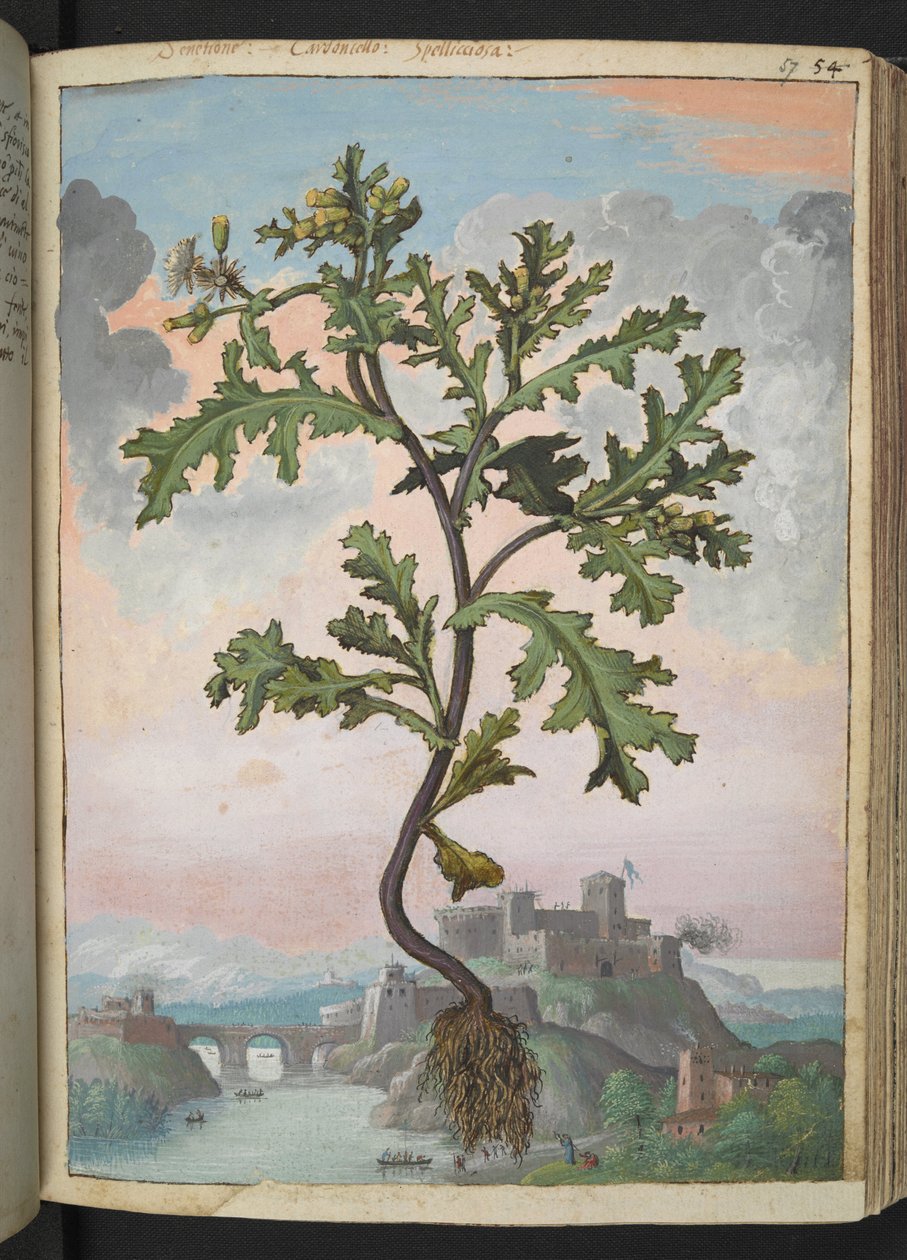 Senecio vulgaris, fra "Paintings of Flora of the Roman States" av Gherardo Cibo, Add MS 22333, f057r, c.1564-84 (akvarell og gouache på papir) av Gherardo Cibo