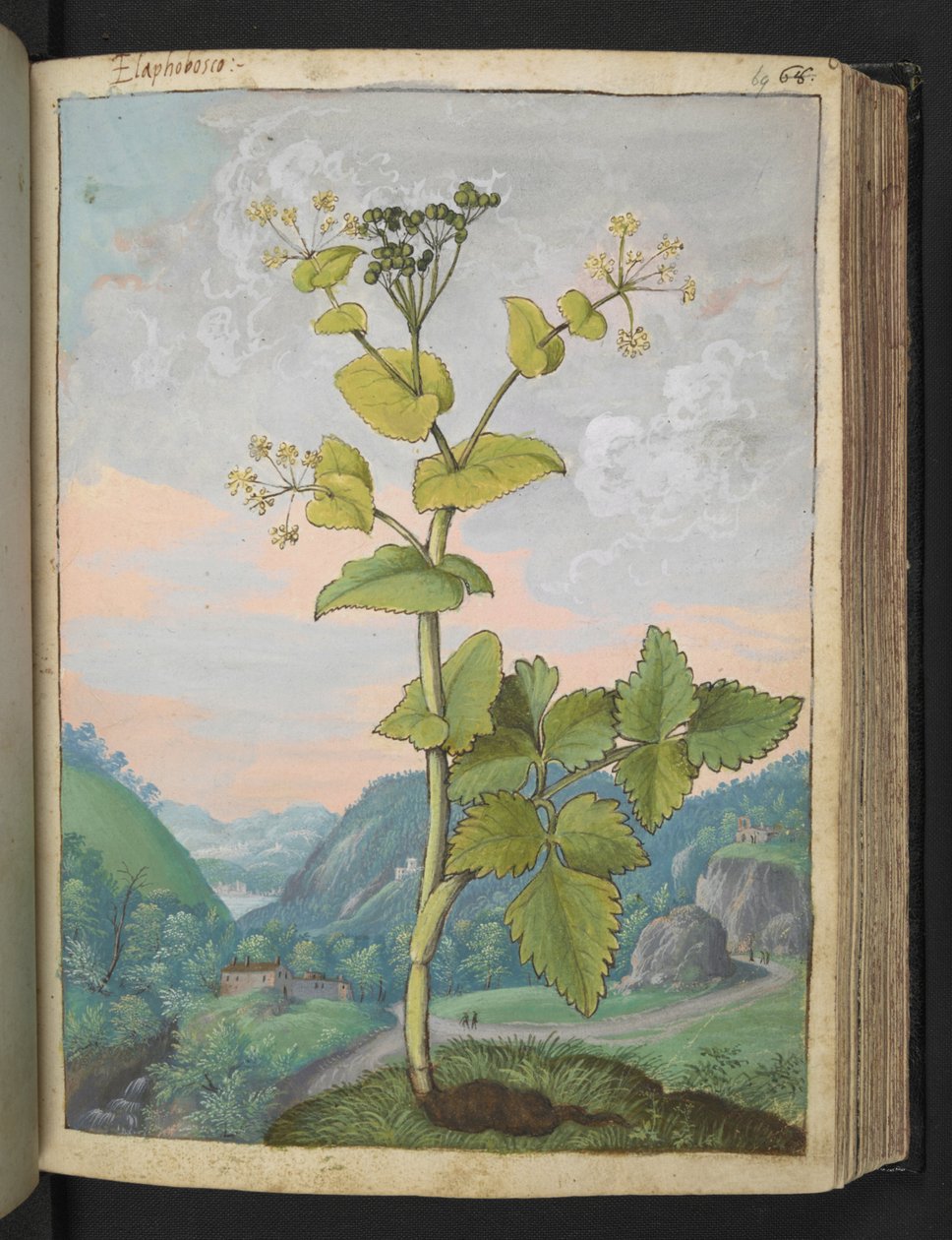 Smyrnium olusatrum, fra "Paintings of Flora of the Roman States" av Gherardo Cibo, Add MS 22333, f069r, c.1564-84 (akvarell og gouache på papir) av Gherardo Cibo