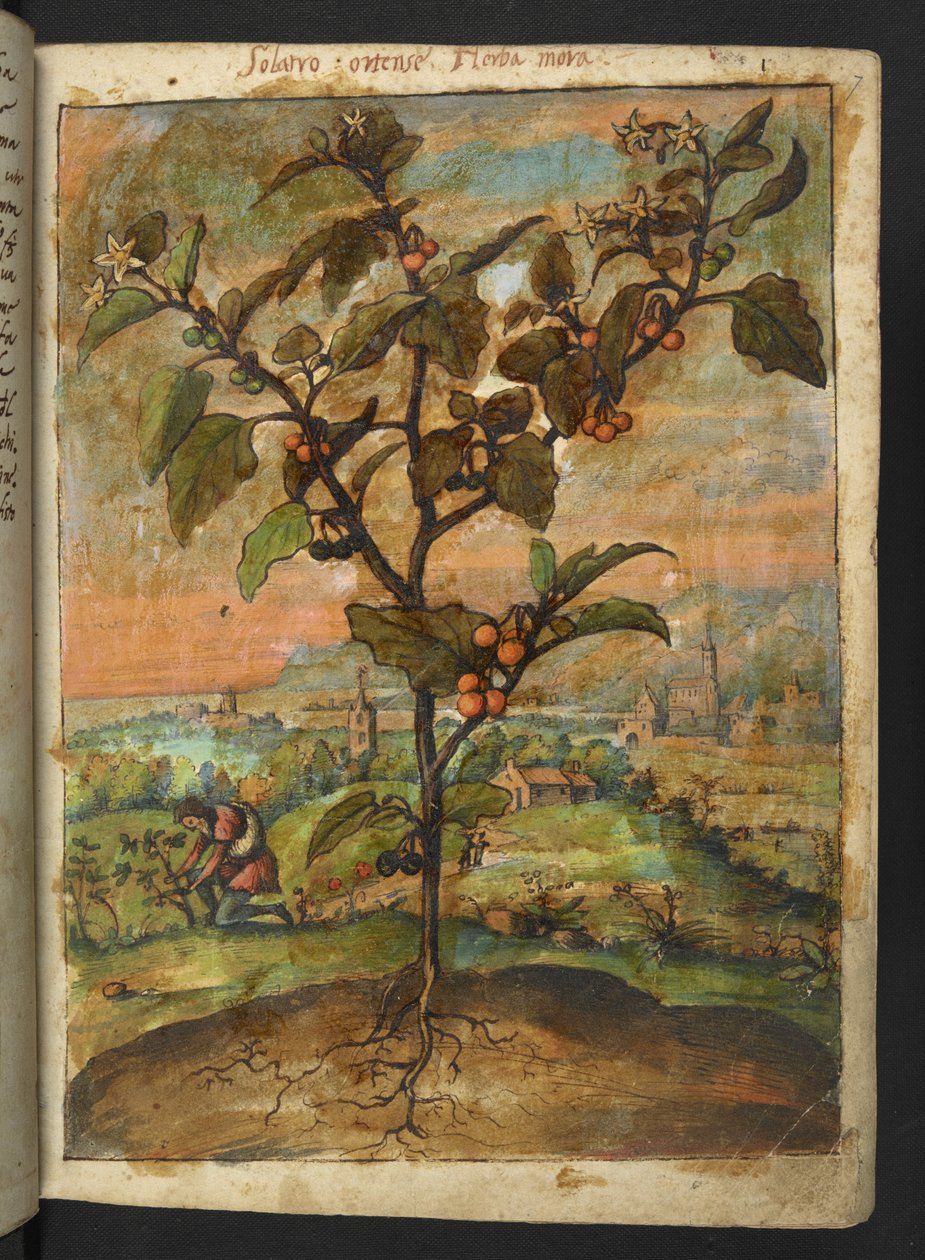 Solanum nigrum: En plante med oransje frukt, fra "Paintings of Flora of the Roman States" av Gherardo Cibo, Add MS 22333, f007r, c.1564-84 (akvarell og gouache på papir) av Gherardo Cibo