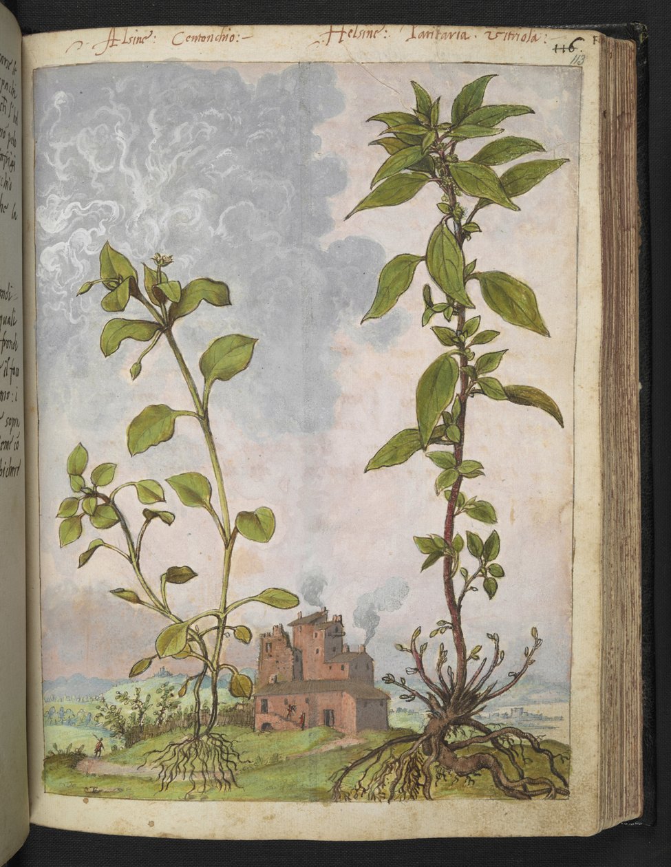 Stellaria media, muligens Stellaria media, fra "Paintings of Flora of the Roman States" av Gherardo Cibo, Add MS 22333, f113r, c.1564-84 (akvarell og gouache på papir) av Gherardo Cibo
