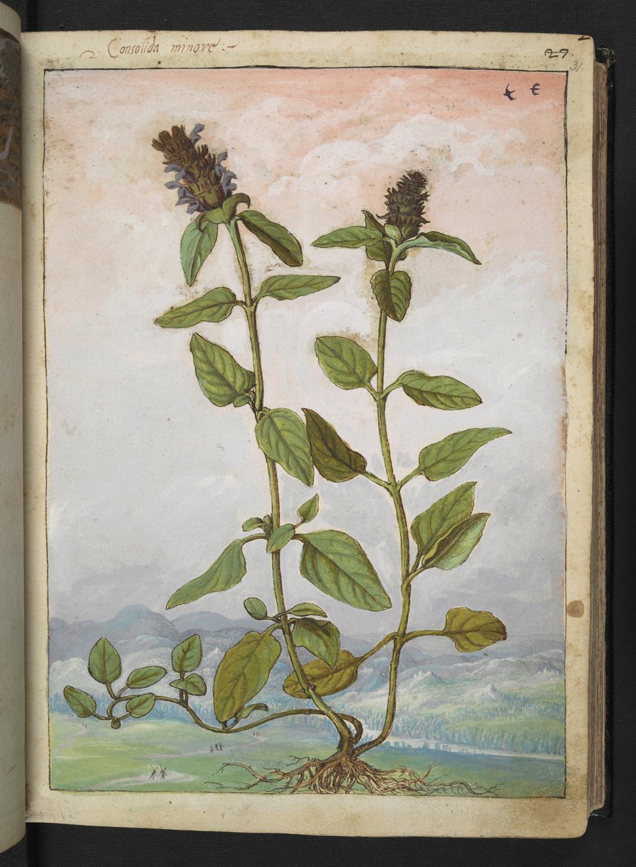 Symphytum bulbosum (Bulbous Comfrey), fra "Paintings of Flora of the Roman States" av Gherardo Cibo, Add MS 22333, f031r, c.1564-84 (akvarell og gouache på papir) av Gherardo Cibo