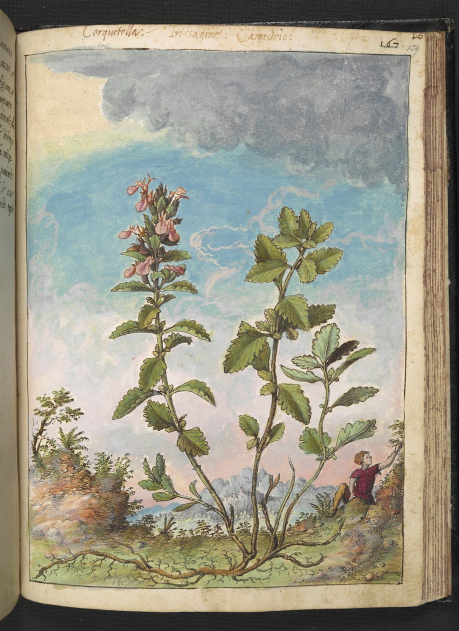 Teucrium chamaedrys (Wall Germander), fra "Paintings of Flora of the Roman States" av Gherardo Cibo, Add MS 22333, f159r, c.1564-84 (akvarell og gouache på papir) av Gherardo Cibo