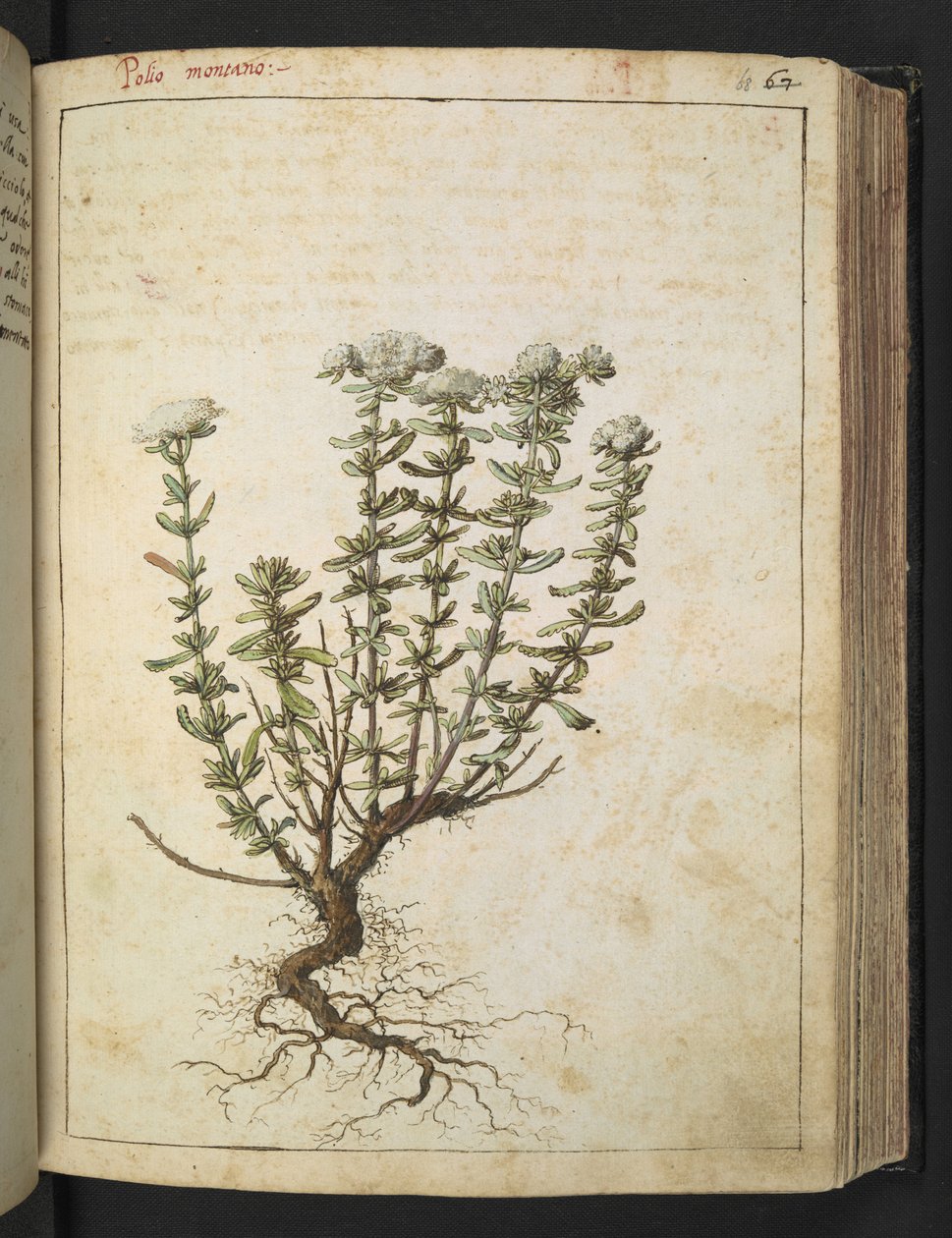 Teucrium montanum, fra "Paintings of Flora of the Roman States" av Gherardo Cibo, Add MS 22333, f068r, c.1564-84 (akvarell og gouache på papir) av Gherardo Cibo