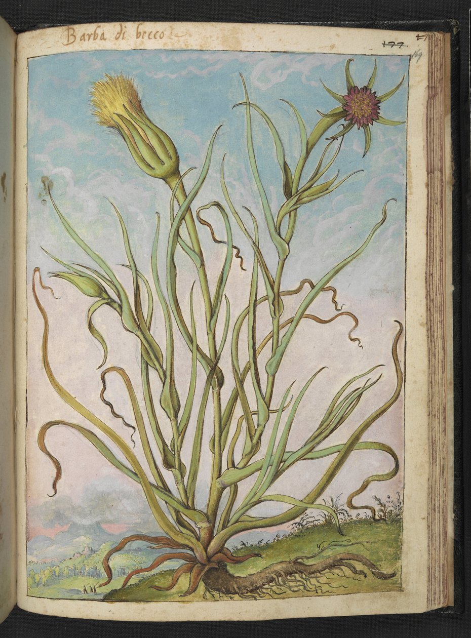 Tragopogon porrifolius, fra "Paintings of Flora of the Roman States" av Gherardo Cibo, Add MS 22333, f169r, c.1564-84 (akvarell og gouache på papir) av Gherardo Cibo