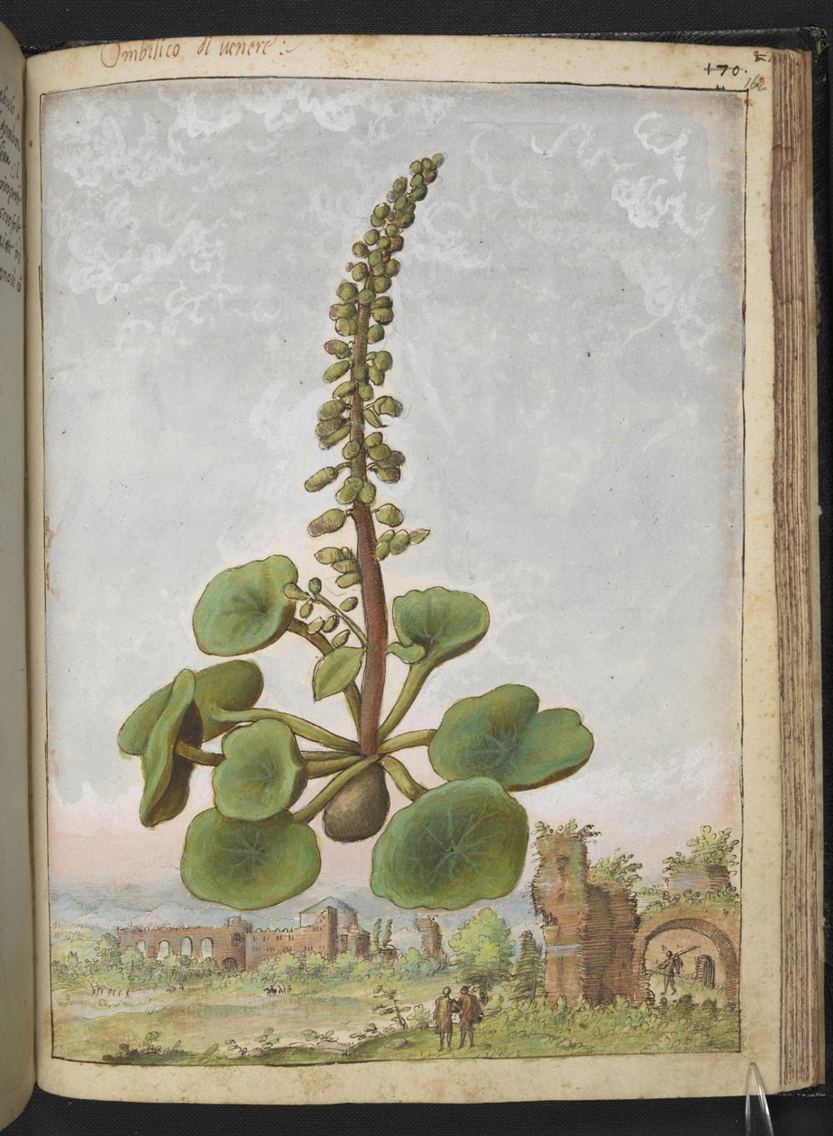 Umbilicus rupestris (Navlurt): Spiselig blomstrende plante, fra "Paintings of Flora of the Roman States" av Gherardo Cibo, Add MS 22333, f162r, ca. 1564-84 (akvarell og gouache på papir) av Gherardo Cibo