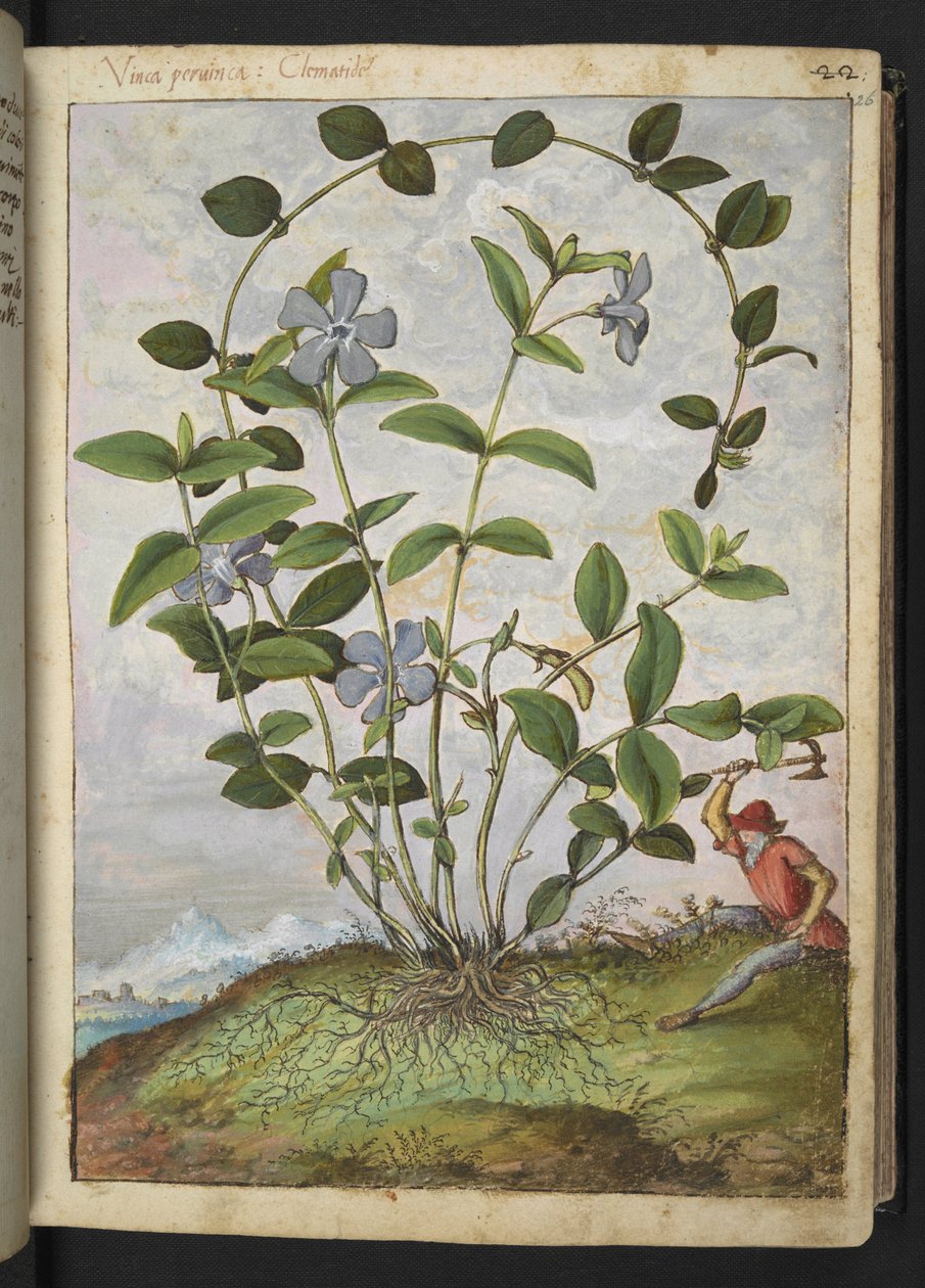 Vinca minor (Periwinkle), fra "Paintings of Flora of the Roman States" av Gherardo Cibo, Add MS 22333, f026r, c.1564-84 (akvarell og gouache på papir) av Gherardo Cibo
