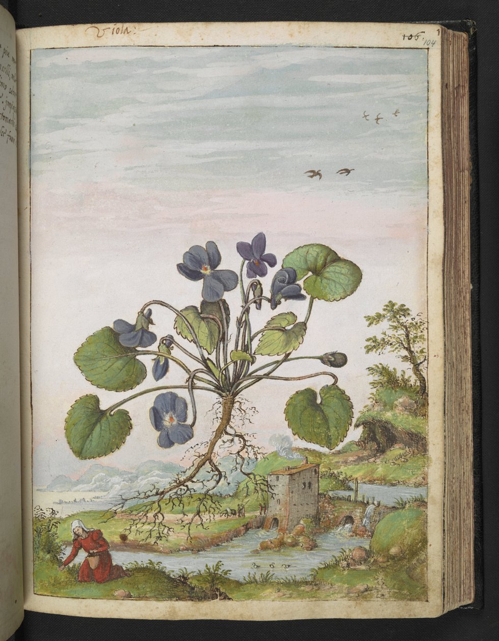 Viola odorata, fra "Paintings of Flora of the Roman States" av Gherardo Cibo, Add MS 22333, f104r, c.1564-84 (akvarell og gouache på papir) av Gherardo Cibo