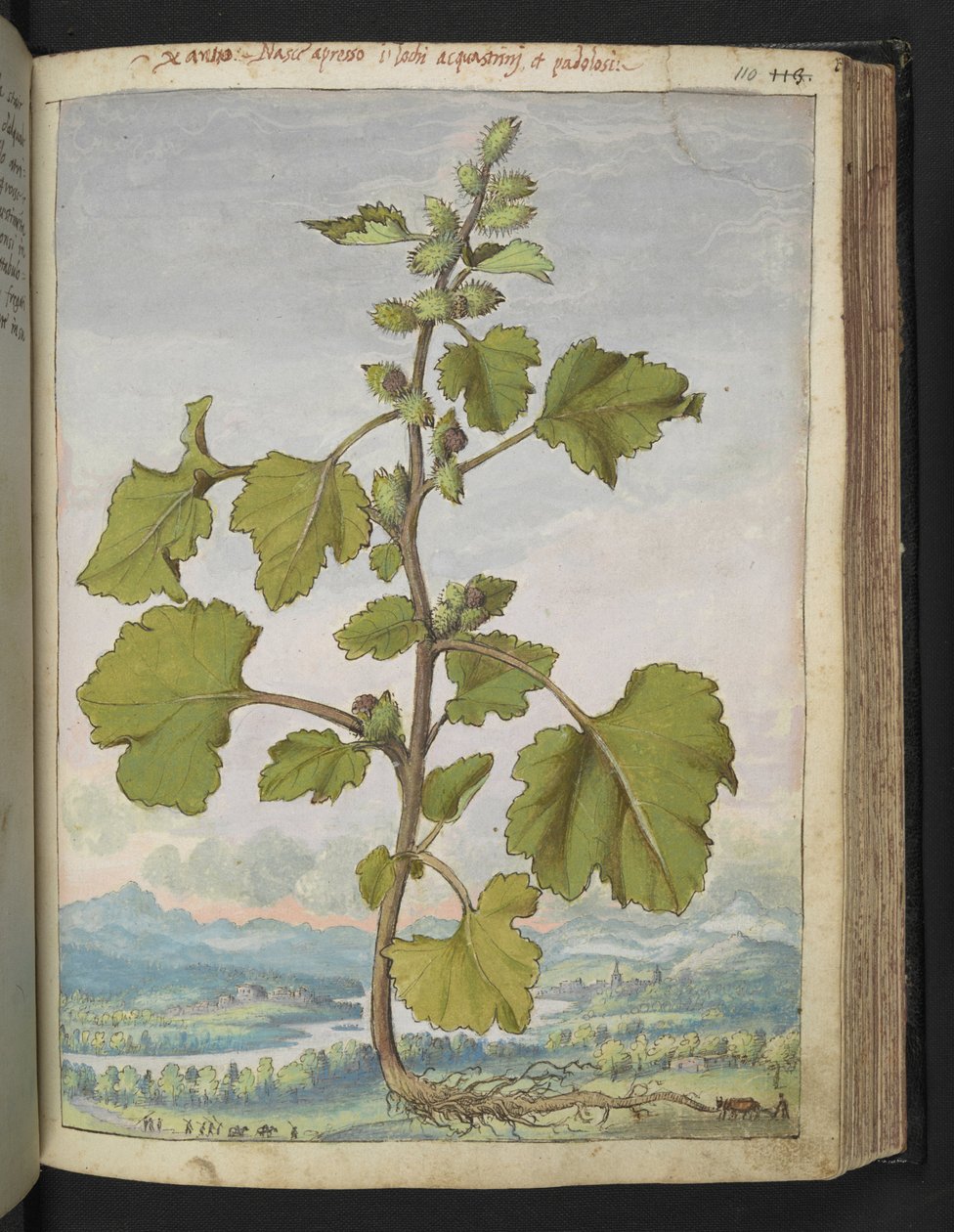 Xanthium strumarium, fra "Paintings of Flora of the Roman States" av Gherardo Cibo, Add MS 22333, f110r, c.1564-84 (akvarell og gouache på papir) av Gherardo Cibo