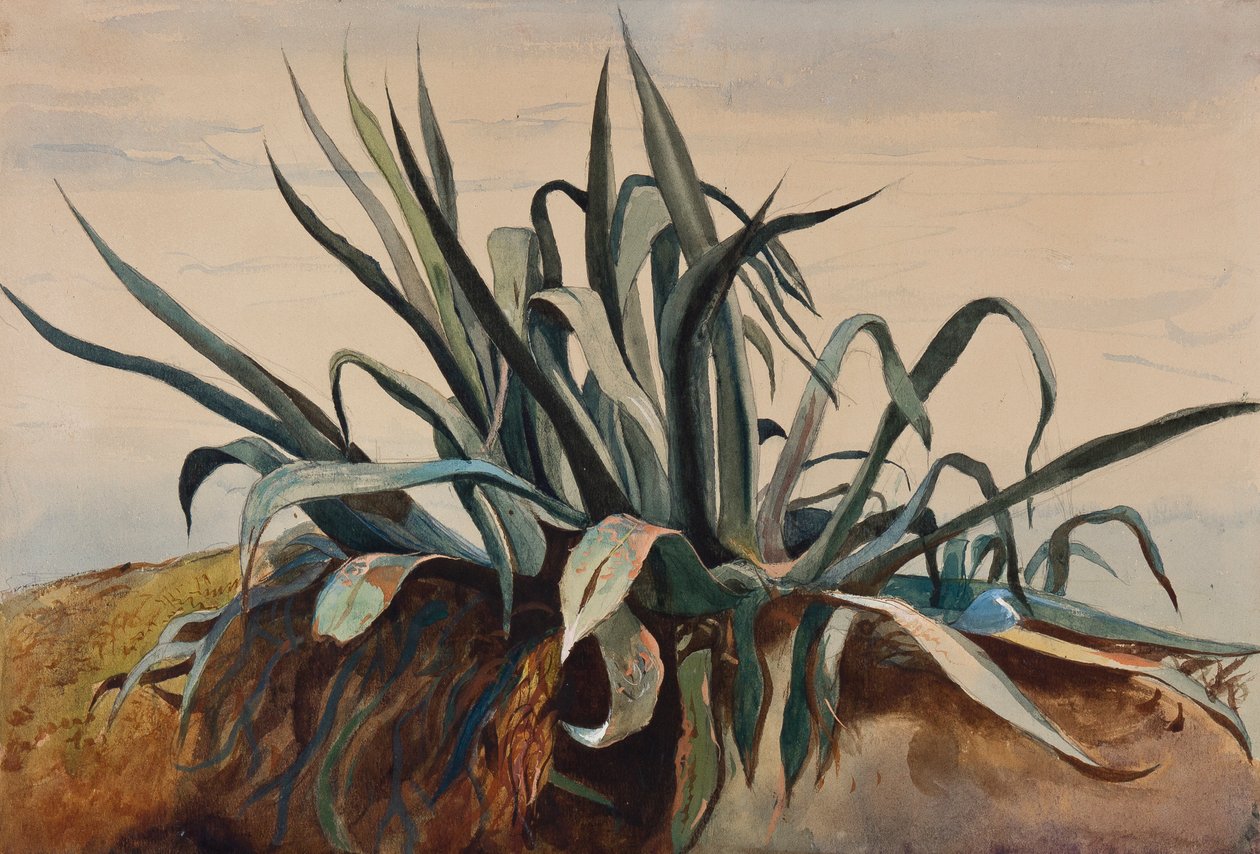 Studie av en agave, med tillegg av en Borbone-elev (blyant, wc og gouache på papir) av Giacinto Gigante