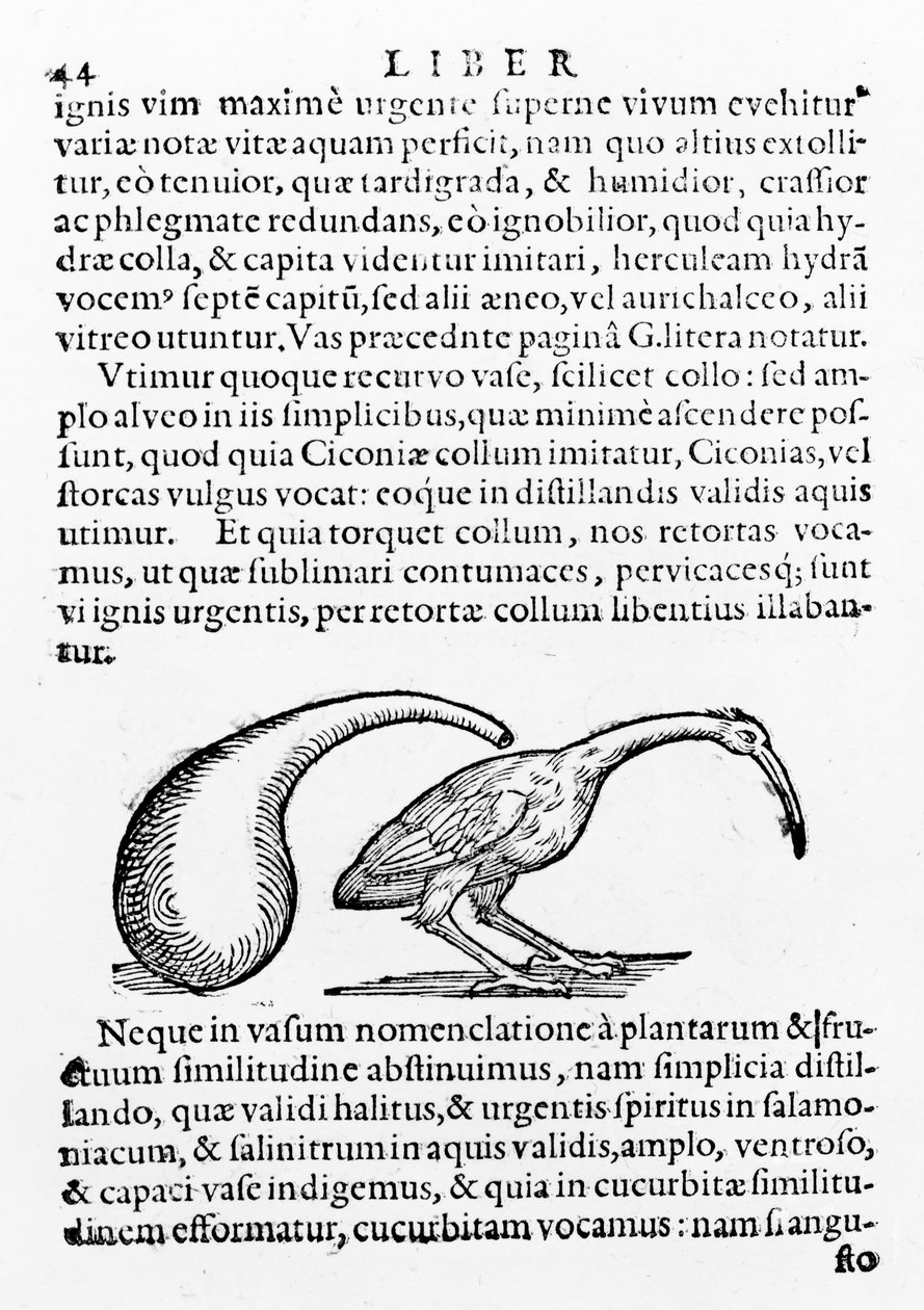 Flask and Ibis, illustrasjon fra De destillatione av Giambattista della Porta, utgitt 1610 av Giambattista della Porta