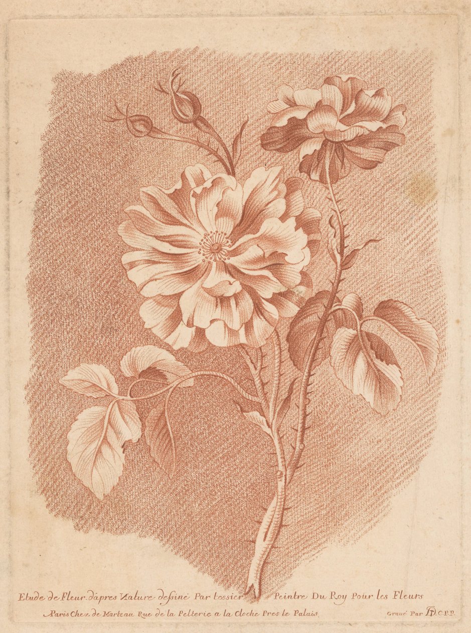 Bloemen Study of Flower after Nature tegnet av tessier Painter of Roy For Flowers (tittel på objekt) av Gilles Demarteau