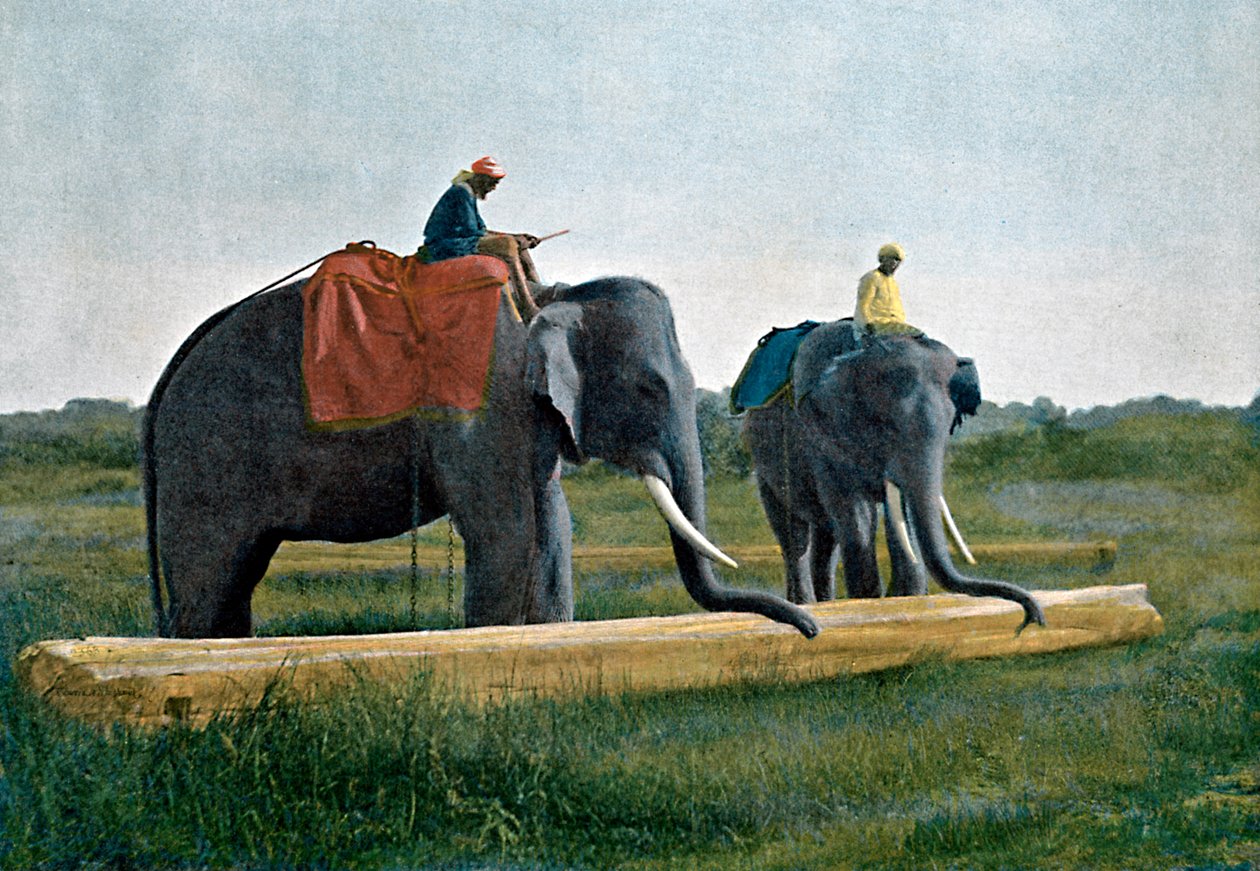 Elefanter som flytter en tømmerstokk, Ceylon, c1890 av Gillot