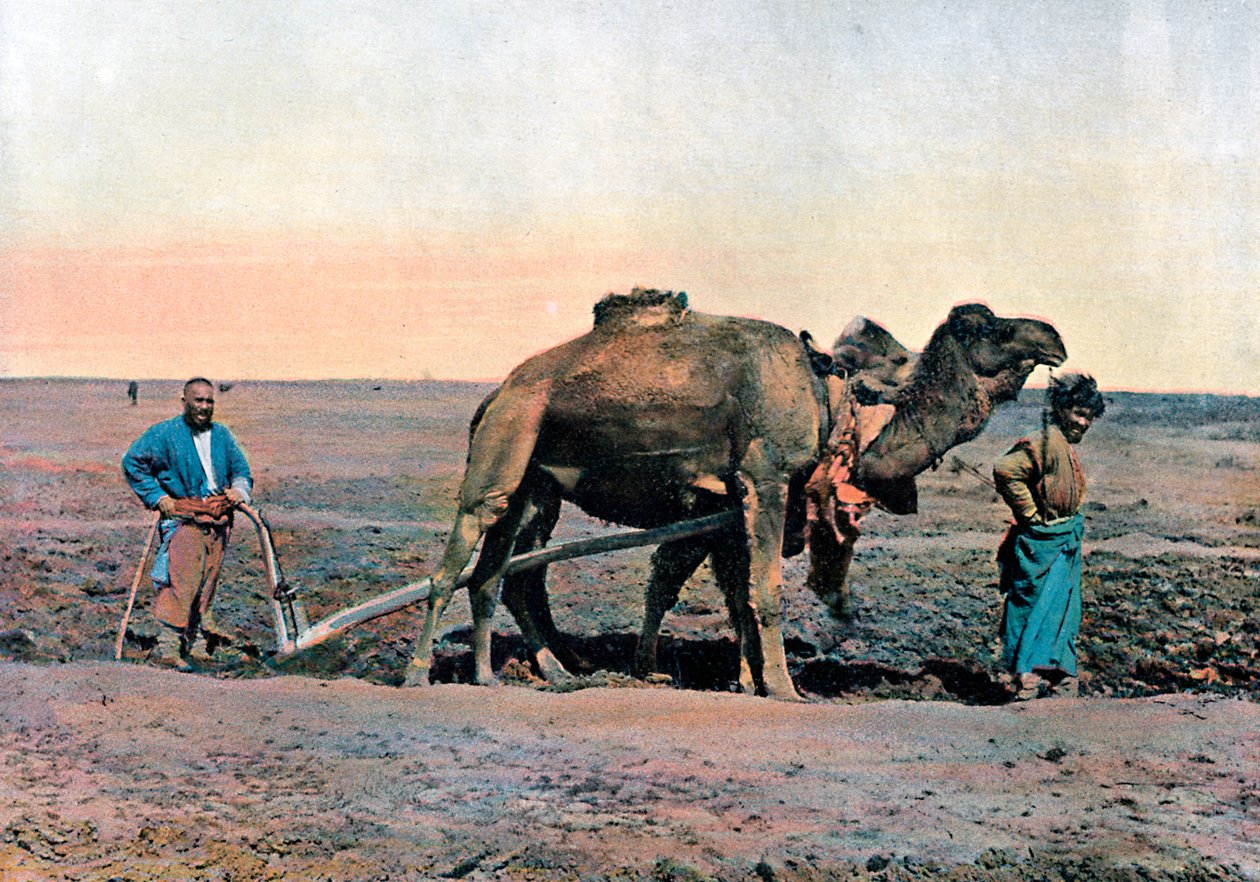 Gårdsarbeidere som pløyer med en kamel, Kaukasus, c1890. av Gillot