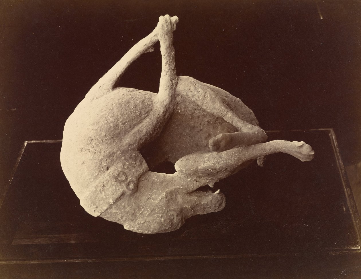 (Cast of a Dog Drept ved utbruddet av Vesuvius -fjellet, Pompeii) av Giorgio Sommer