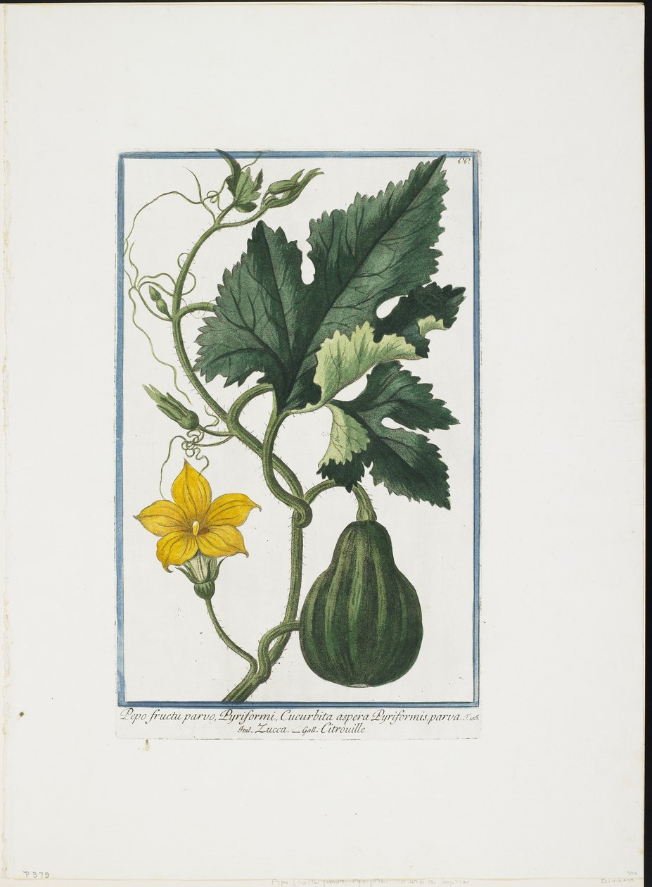 Grønnsakstrykk, fra Hortus Romanus, Vol. I eller II, 1772-93 (stippgravering, håndfarget gouache) av Giorgio Bonelli