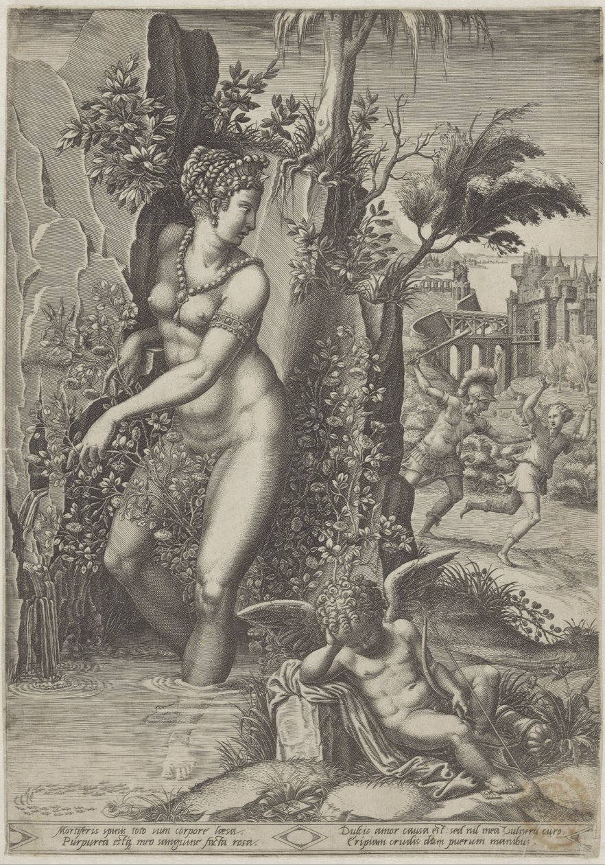 Venus og rosen av Giorgio Ghisi