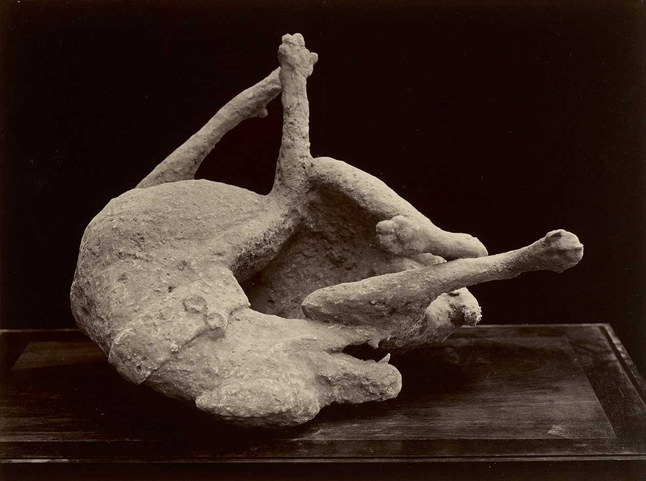 Dog, Pompeii, ca. 1870 (albumin sølvtrykk fra glassnegativ) av Giorgio Sommer
