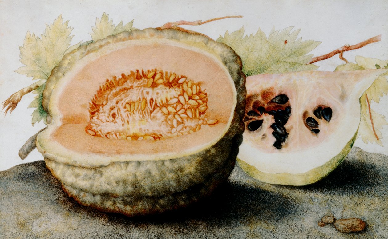 En cantaloupe og en skive vannmelon (wc) av Giovanna Garzoni