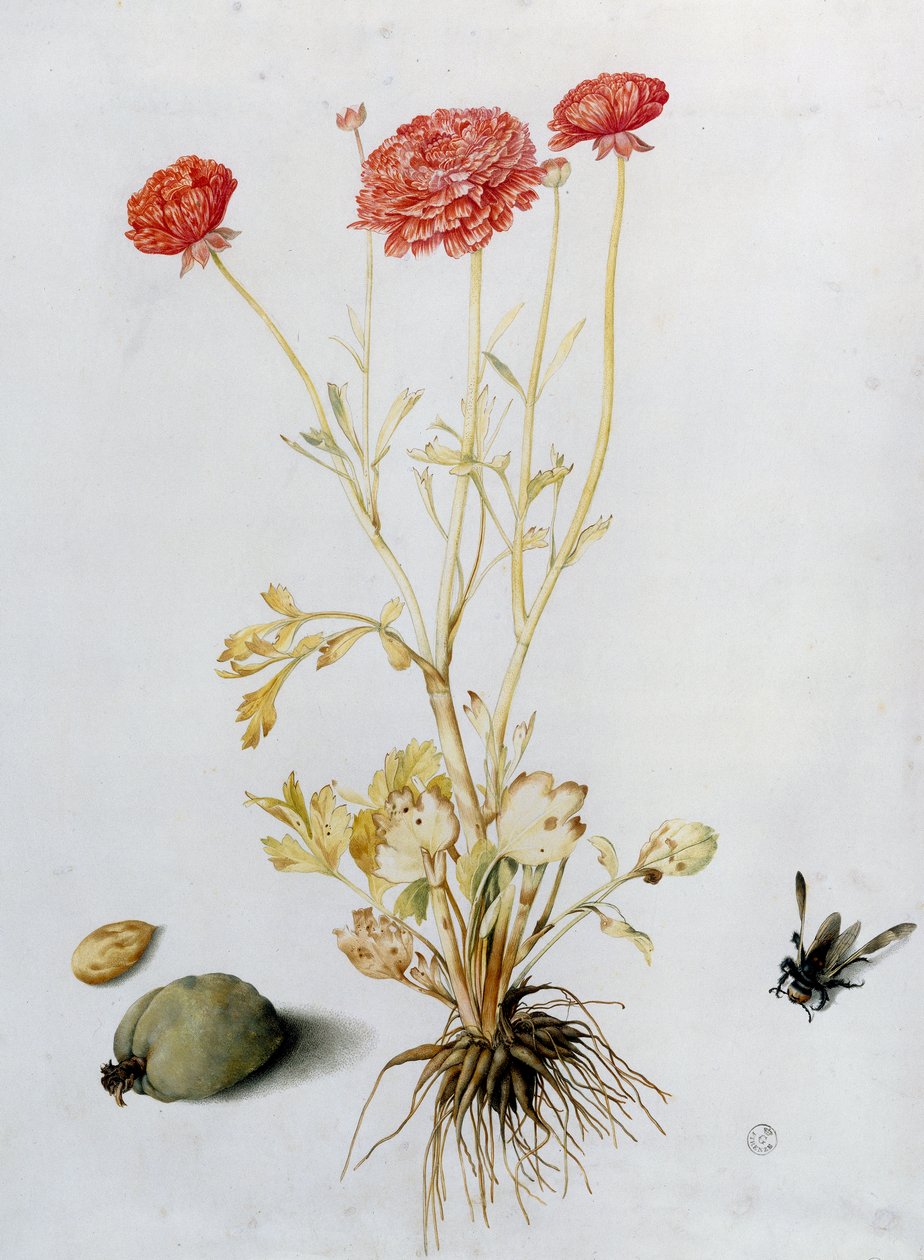 Smørblomstplante med to mandler og en hymenopter (wc) av Giovanna Garzoni