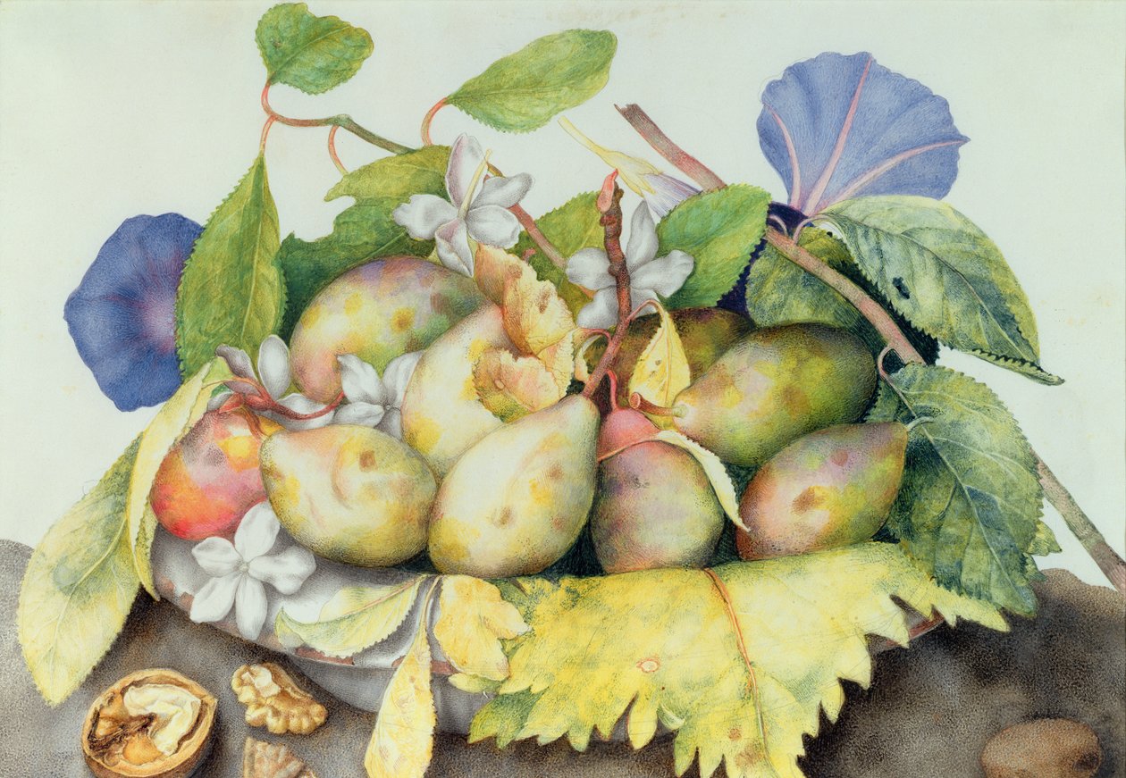 Stilleben med plommer, valnøtter og sjasmin (wc på vellum) av Giovanna Garzoni