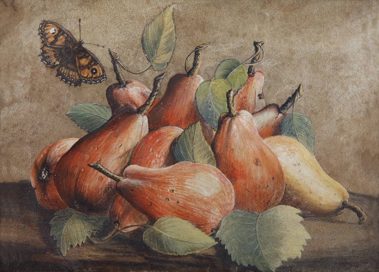 Stilleben med pærer og en sommerfugl av Giovanna Garzoni