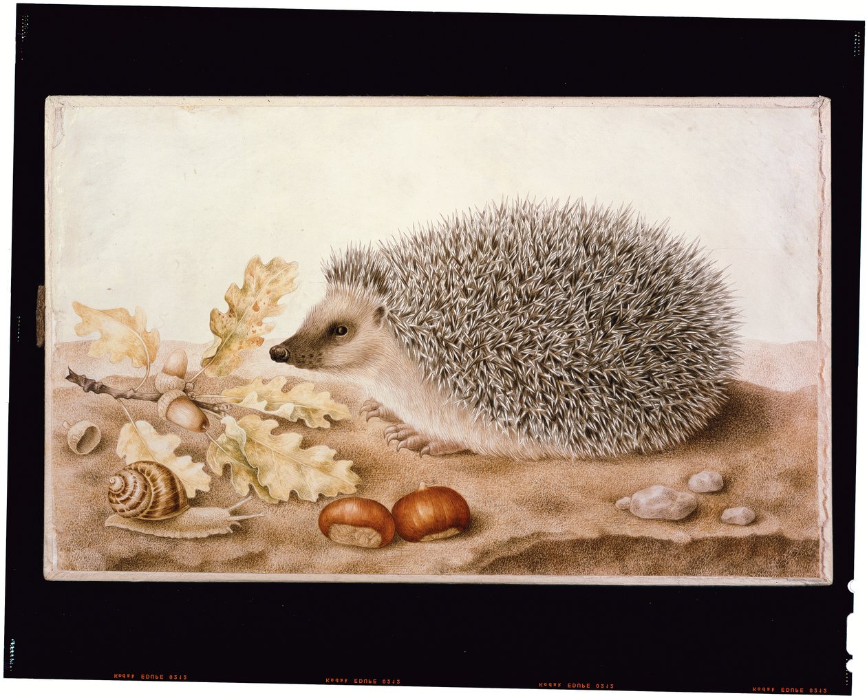 Et pinnsvin i et landskap (kroppsfarge på vellum) av Giovanna Garzoni