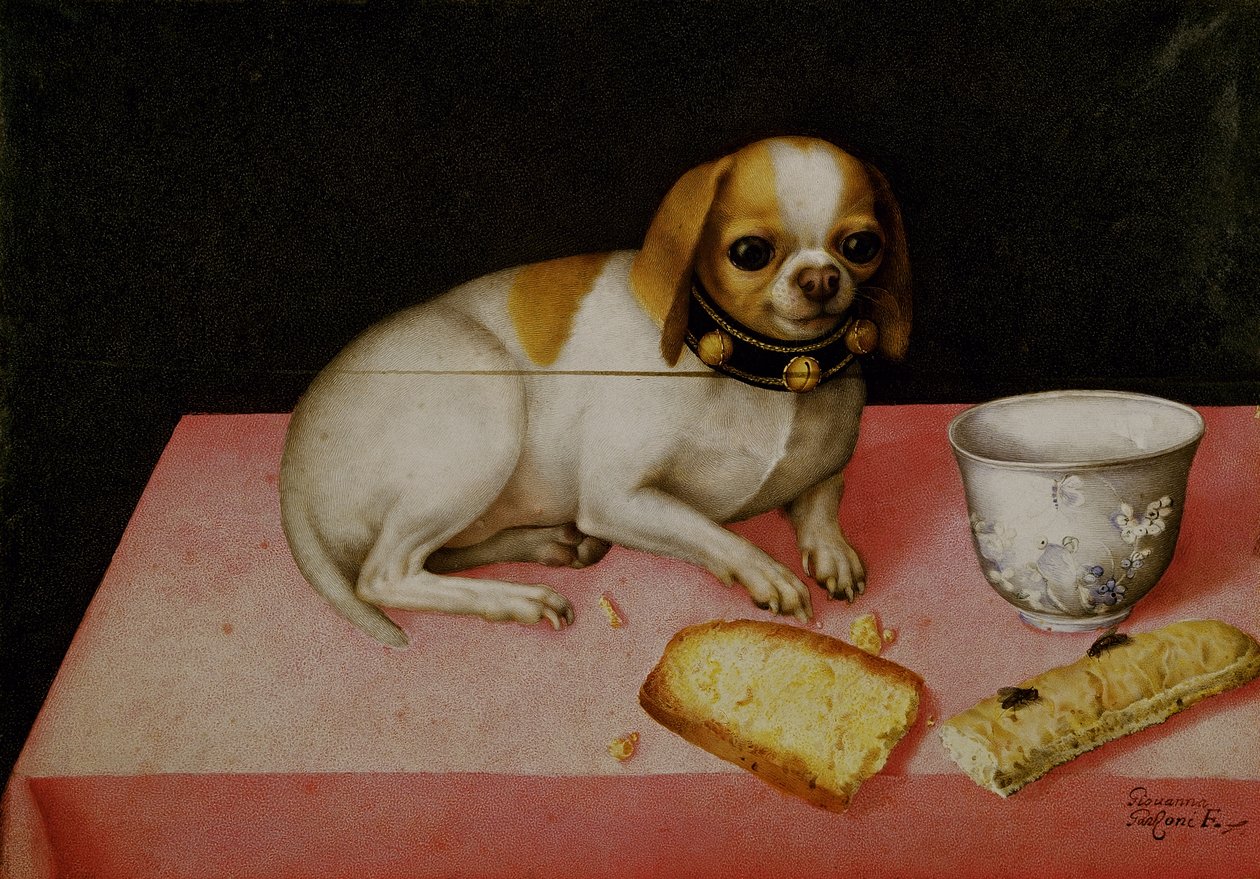Portrett av en hund (olje på lerret) av Giovanna Garzoni