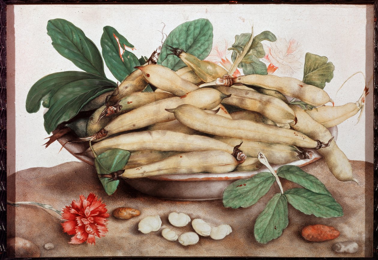 Stilleben med bønnetallerkenmaleri av Giovanna Garzoni (1600-1670) Firenze fra 1600-tallet. Palazzo Pitti. av Giovanna Garzoni