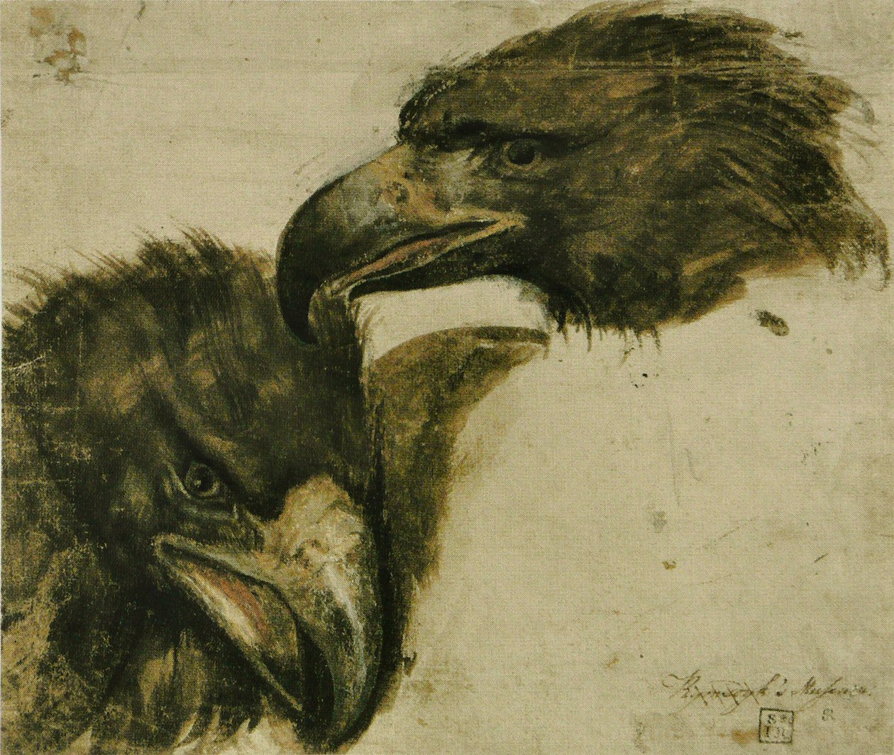 To studier av Eagle Head av Giovanni da Udine