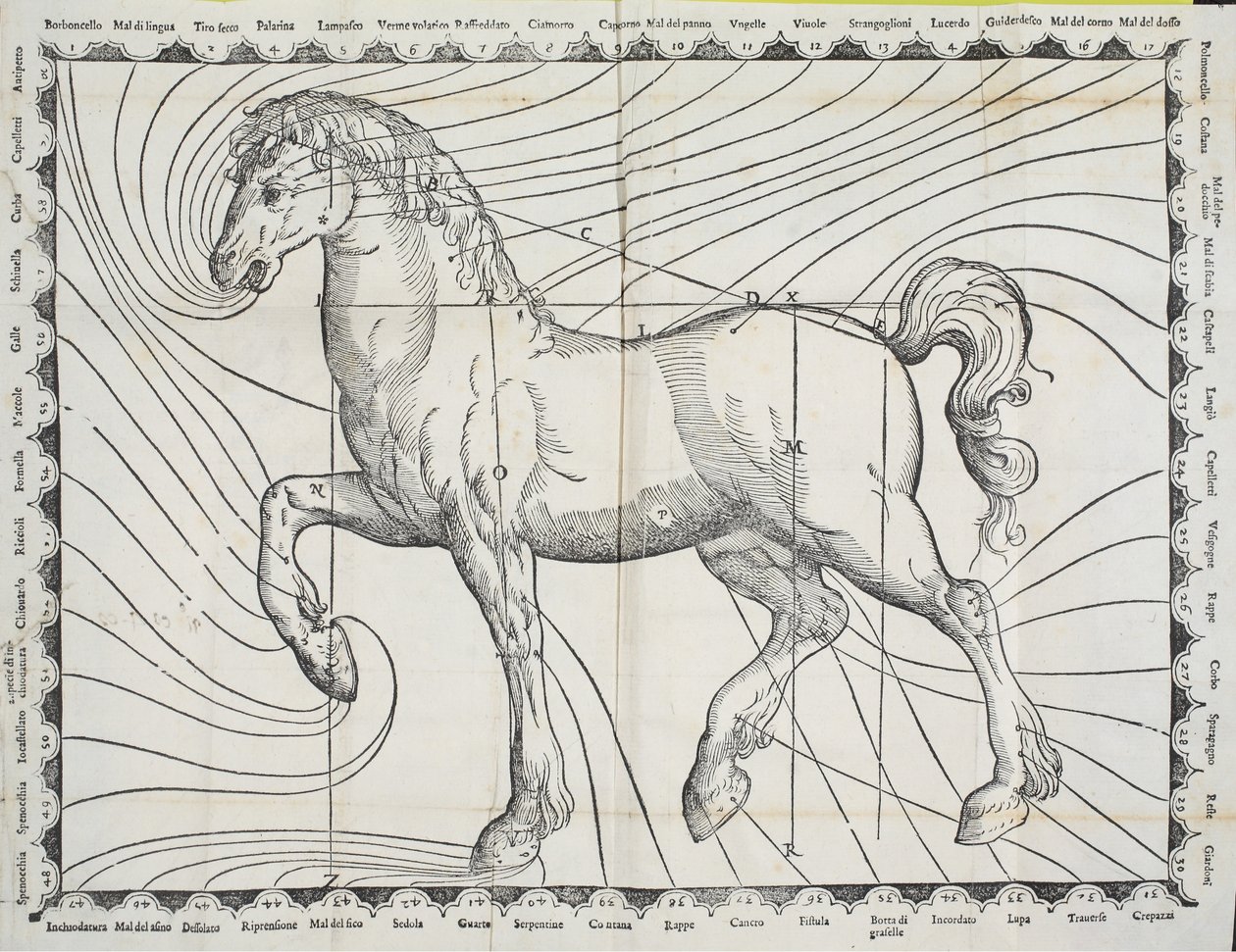 Diagram over blodslipppunkter på en hest fra tidlig bok om hestehold, 1570 av Giovanni Battista Ferraro