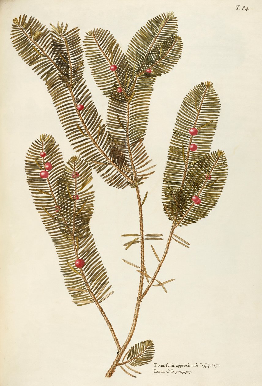 Europeisk barlind (Taxus baccata), Taxaceae av Giovanni Antonio Bottione, akvarell av Giovanni Antonio Bottione