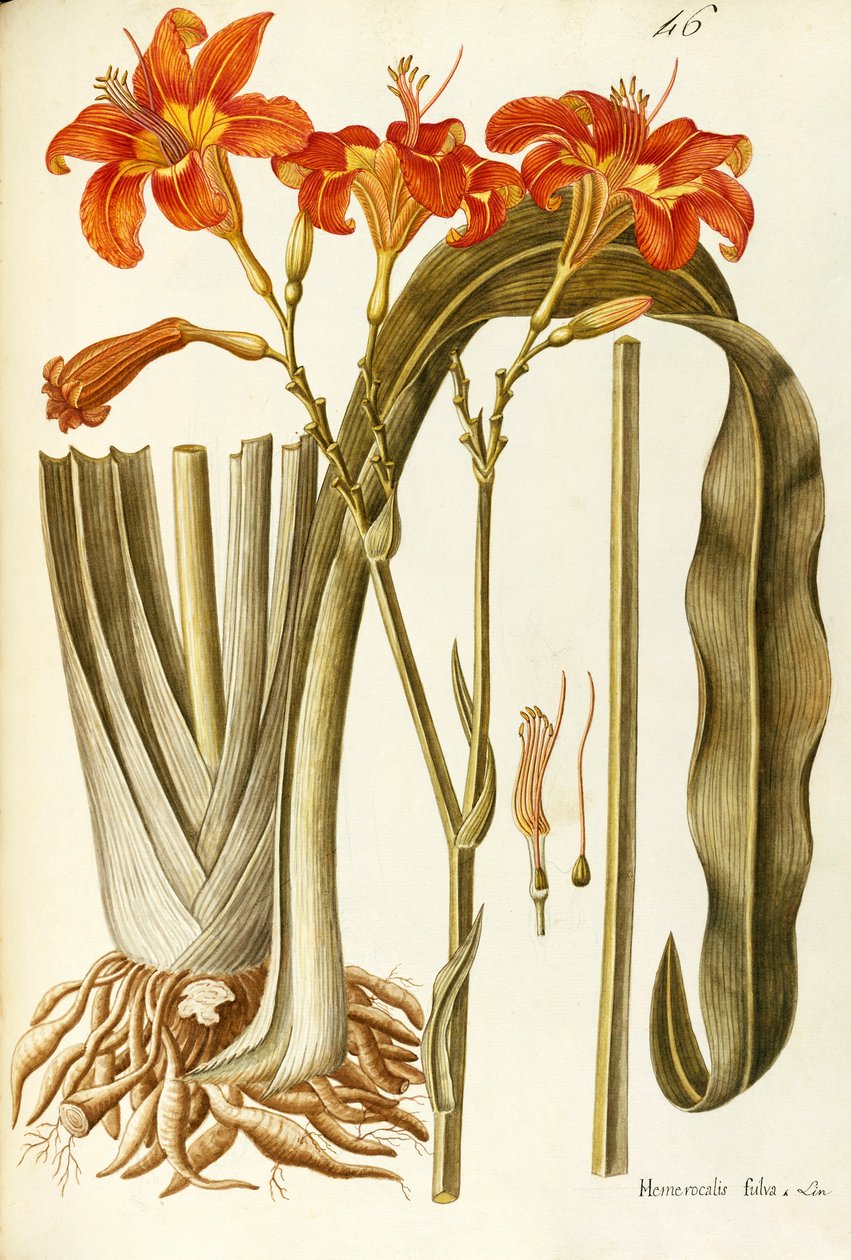 Oransje daglilje (Hemerocallis fulva), Liliaceae av Giovanni Antonio Bottione, akvarell av Giovanni Antonio Bottione