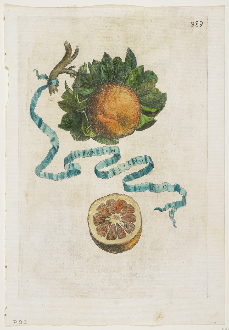 Aurantium Crispo Folio, fra Hesperides, 1646 av Giovanni Battista Ferrari
