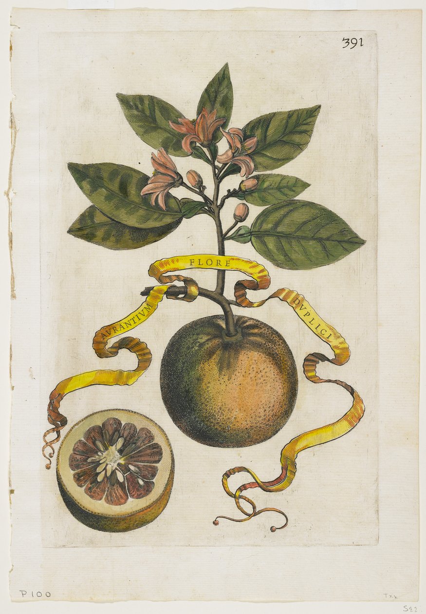 Aurantium Double Flore, fra Hesperides, 1646 av Giovanni Battista Ferrari