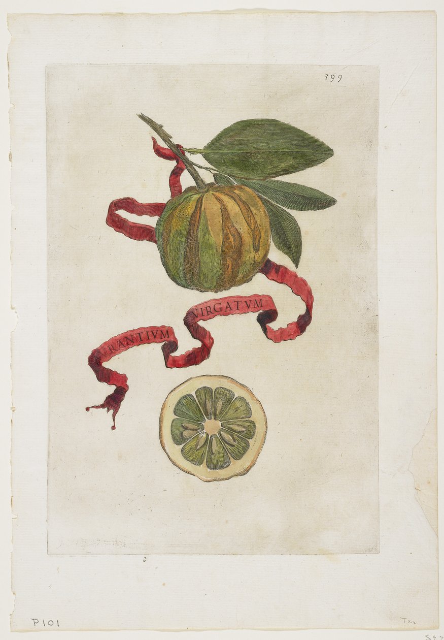 Aurantium Virgatum, fra Hesperides, 1646 av Giovanni Battista Ferrari