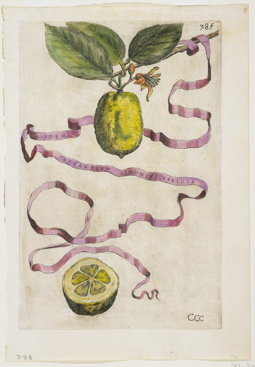 Idem Aurantium Limonis Effigle, fra Hesperides, 1646 av Giovanni Battista Ferrari