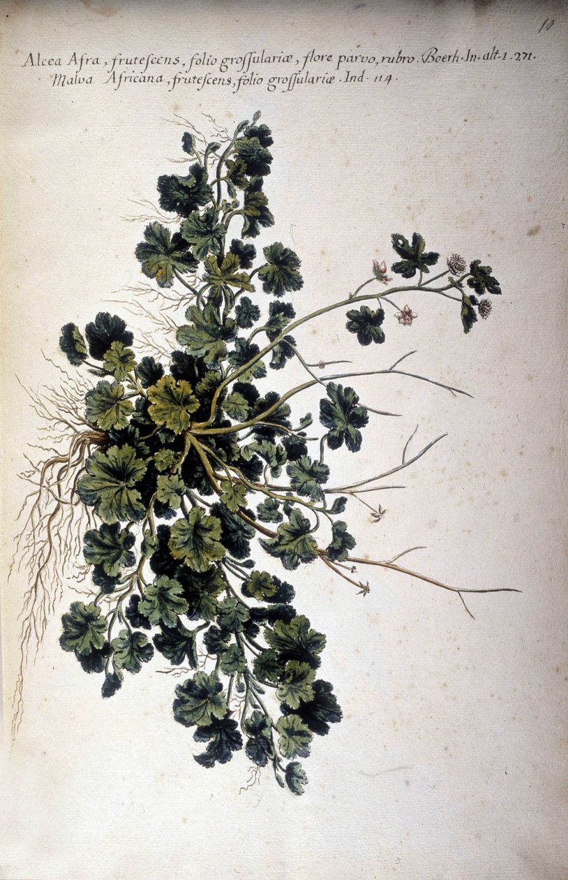Alcea Afra - I ""Praktisk botanisk historie, eller nomenklaturen, beskrivelsen og dydene til planter, som tilhører bruken av Middelhavet ..." av Giovanni Battista Morandi (? - 1761) av Giovanni Battista Morandi