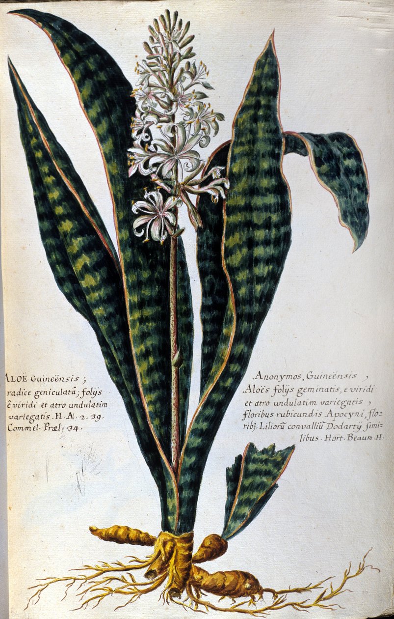 Aloe. Medisinske planter. Gravering - i "Praktisk botanisk historie, eller nomenklaturen, beskrivelsen og dydene til planter, som hører til bruken av medisin..." av Giovanni Battista Morandi
