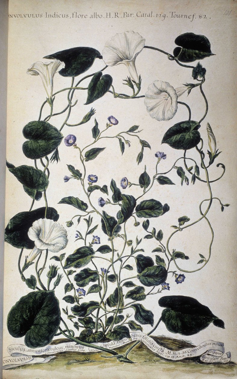 Botanisk bord: Varianter av bindweed. Convolvulus-varianter (Convolvulus Indicus hvit flora; Convolvulus Siculus). Giovanni Battista Morandi, En malt botanisk hage eller en samling av planter..., bind I av Giovanni Battista Morandi
