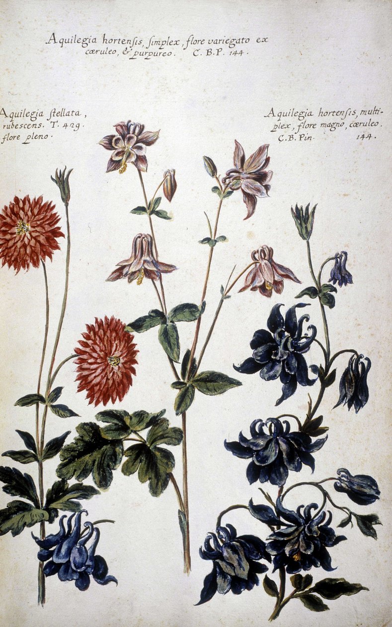Botanisk bord: tre typer Ancolies (Aquilegia) - I "" Praktisk botanisk historie, eller av planter som er relevante for bruk av medier, nomenklatur, beskrivelse og dyder ..."" av Giovanni Battista Morandi (? - 1761) av Giovanni Battista Morandi