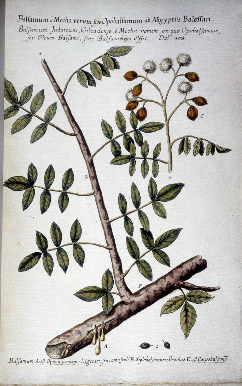Opobalsamum (gren med seve) - I "" Praktisk botanisk historie, eller planter som er relevante for bruk av medier, nomenklatur, beskrivelse og dyder ..."" av Giovanni Battista Morandi (? - 1761) av Giovanni Battista Morandi