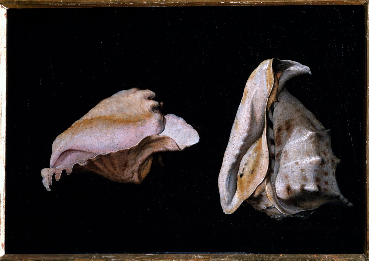 To skjell (stilleben med skjell) Maleri av Filippo Napoletano (1587-1629) 1618 Dim 39x56 cm Firenze, palazzo Pitti av Giovanni Girolamo Savoldo