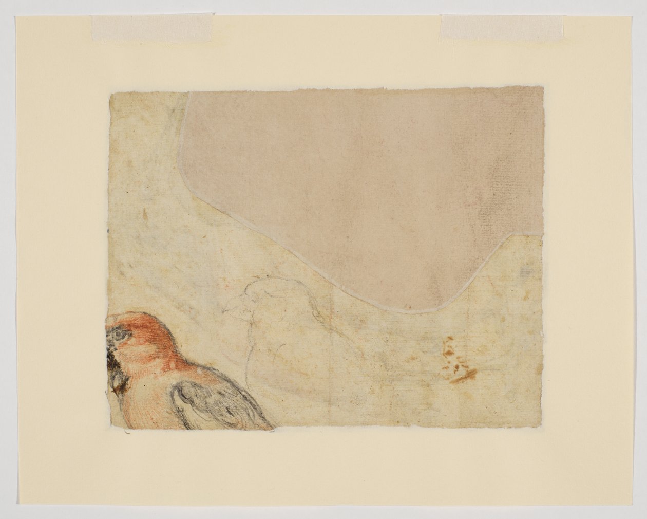 Fuglestudie, verso (kritt på papir) av Giovanni da Udine (after)