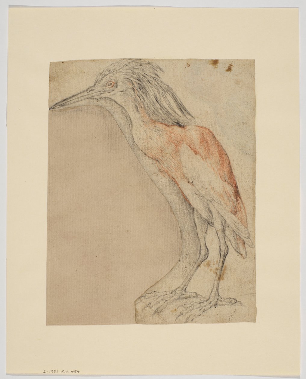 Heron, recto (kritt på papir) av Giovanni da Udine (after)